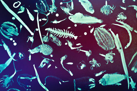 MIT Study Shows Tiny Plankton Have a Big Effect on the Ocean’s Carbon Storage