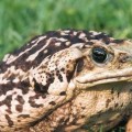 Toad