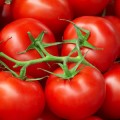 Tomato genome sequenced