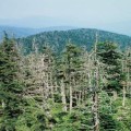 Trees Are A Culprit When It Comes To Acid Rain