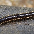 Two Millipede Species Appear To Have A Treaty