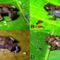 Two New Frog Species Are World’s Smallest