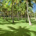 Vahine-Island-Coconut-Trees