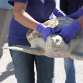 World traveling turtle
