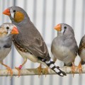 Zebra finches