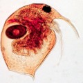 Zooplankton (bosminia)