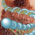 a new biomarker for Melanoma