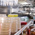 a new class of proteins that inhibit HIV