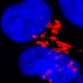 active Bax (red) located at Golgi of human embryonic stem cells