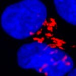 active Bax (red) located at Golgi of human embryonic stem cells