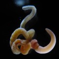 adult acorn worm