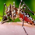 aedes-aegypti