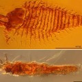 amber-preserved-arthropods-triassic