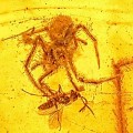 amber-spider-wasp-original