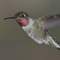 anna-hummingbird-flight