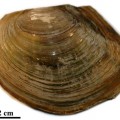 anodonta-woodiana-chinese-mussel