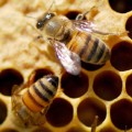 antibiotics might be another suspect in honey bee die-off