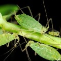 aphids-photosynthesis