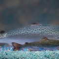aquabounty-ge-salmon