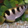 archer-fish