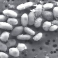 arsenic-based-life