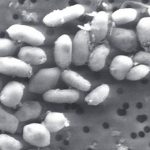 arsenic-based-life