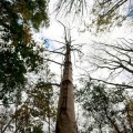 ash-dieback-uk