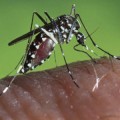 asian-tiger-mosquito