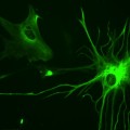 astrocyte cells help the brain respond to visual stimuli