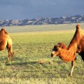 bactrian-camel