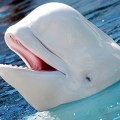 beluga-water