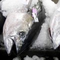 bigeye-tuna-overfishing