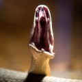 black-mamba-bite