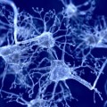 blocking this molecule ephrin A5 induces axonal sprouting