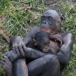 bonobo-hug-infant