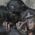primates-monogamy