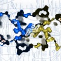 boosting the activity of pyruvate kinase can prevent tumors from growing