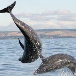 bottlenose-dolphins-jump