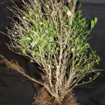 boxwood-affected-blight-fungus