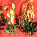 boxwood-blight