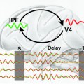 brain activity shows strong oscillations in a certain set of frequencies called the theta-band