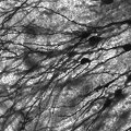 brain cells repress neural activity in specific mathematical ways