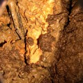 brain-yorkshire-bog