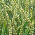 bread-wheat