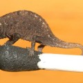 brookesia-micra-juvenile