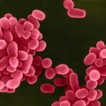 brucella-bacterium