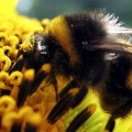 bumblebee-close-up-flower