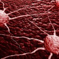 cancer cells are not created equal