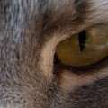 cat-harbors-ndm-1