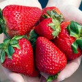 certain berries may delay memory decline in older women